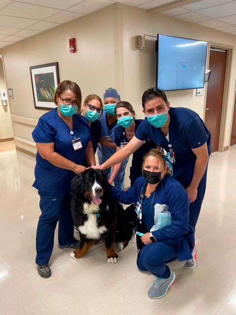 Apollo visits Mercy Hospital | Ale Ramos Therapy Animals