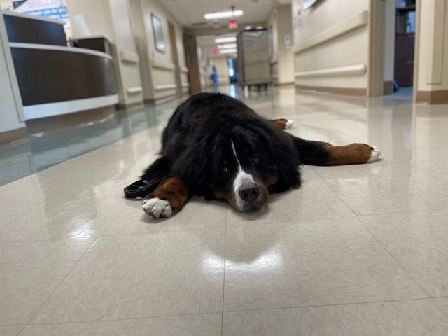 Apollo visits Mercy Hospital | Ale Ramos Therapy Animals