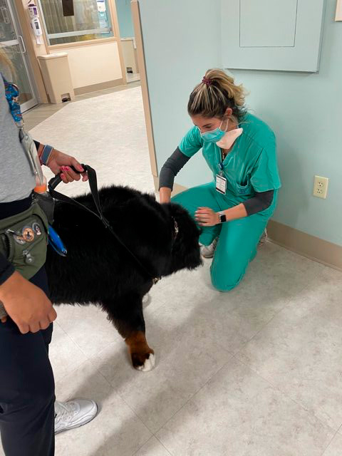 Apollo visits Mercy Hospital | Ale Ramos Therapy Animals