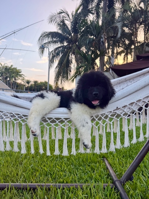 Ares the new member of the Team | Alexandra Ramos Therapy Animals