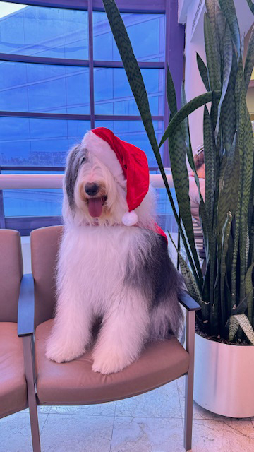  Dec 20, 2023 | Ale Ramos Therapy Animals