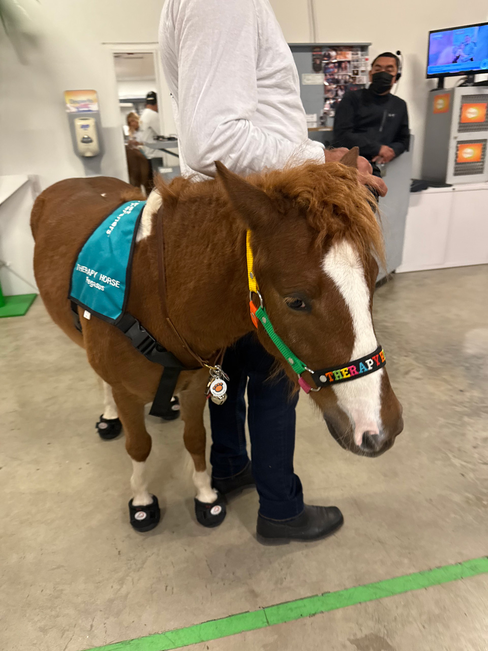 Despierta América moments with Pegasus - February 21, 2025 | Ale Ramos Therapy Animals