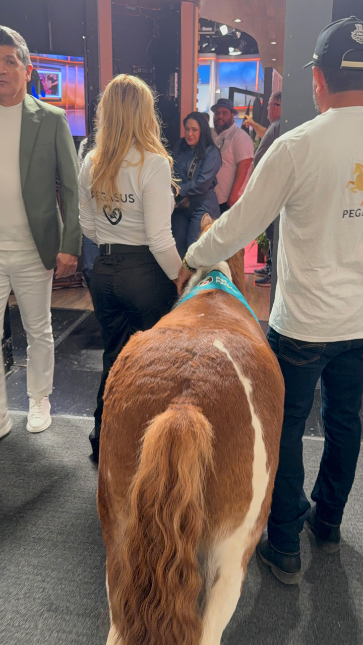 Despierta América moments with Pegasus - February 21, 2025 | Ale Ramos Therapy Animals