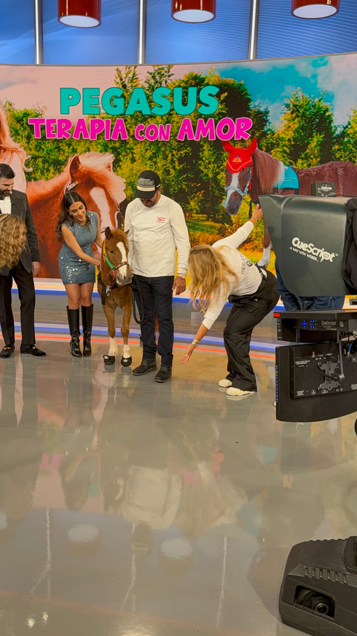 Despierta América moments with Pegasus - February 21, 2025 | Ale Ramos Therapy Animals