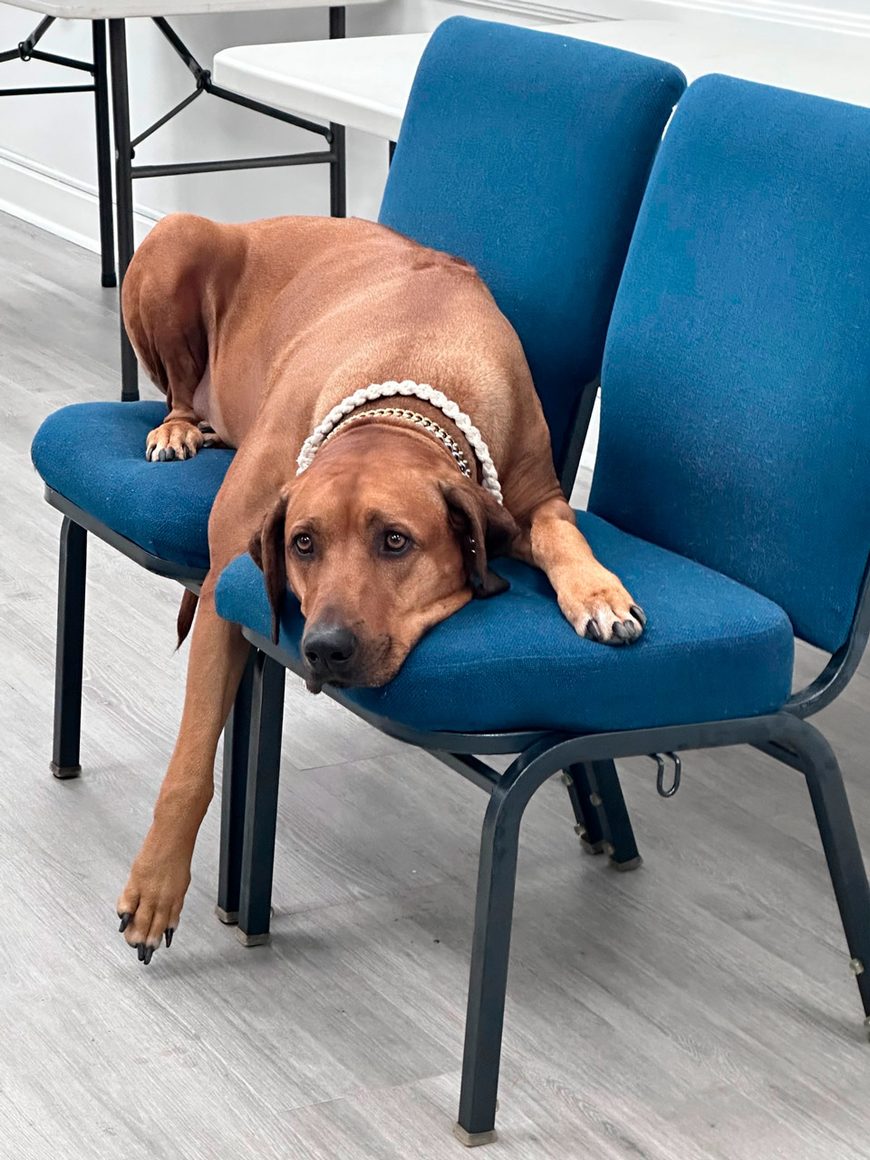  June 8, 2023 | Ale Ramos Therapy Animals