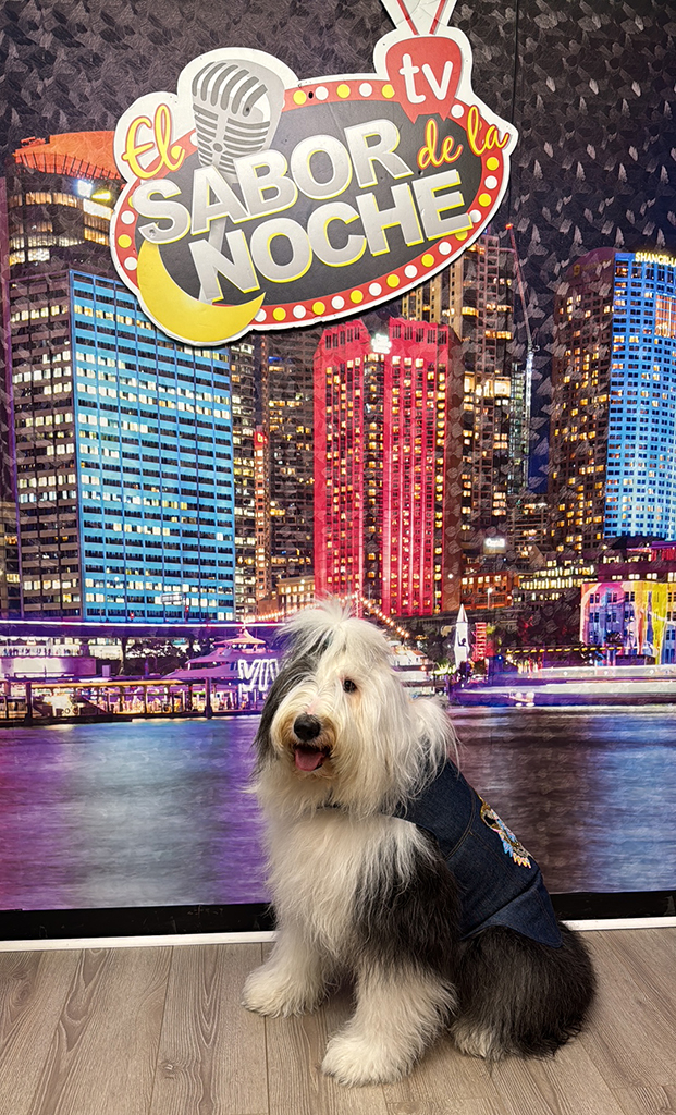 Fantastic Night at El Sabor de la Noche!! | Alexandra Ramos Therapy Animals