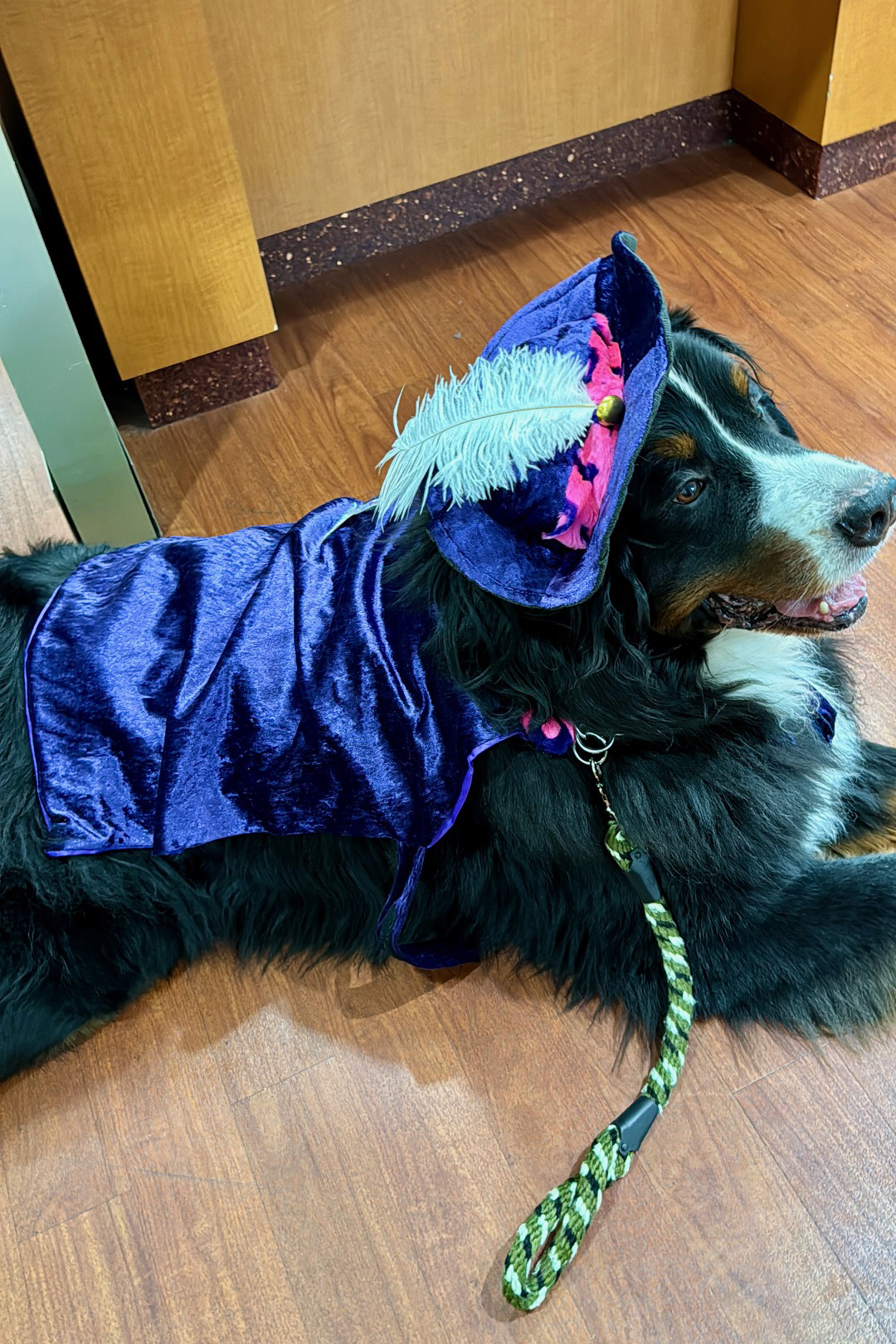 Halloween 2023!!! | Alexandra Ramos Therapy Animals