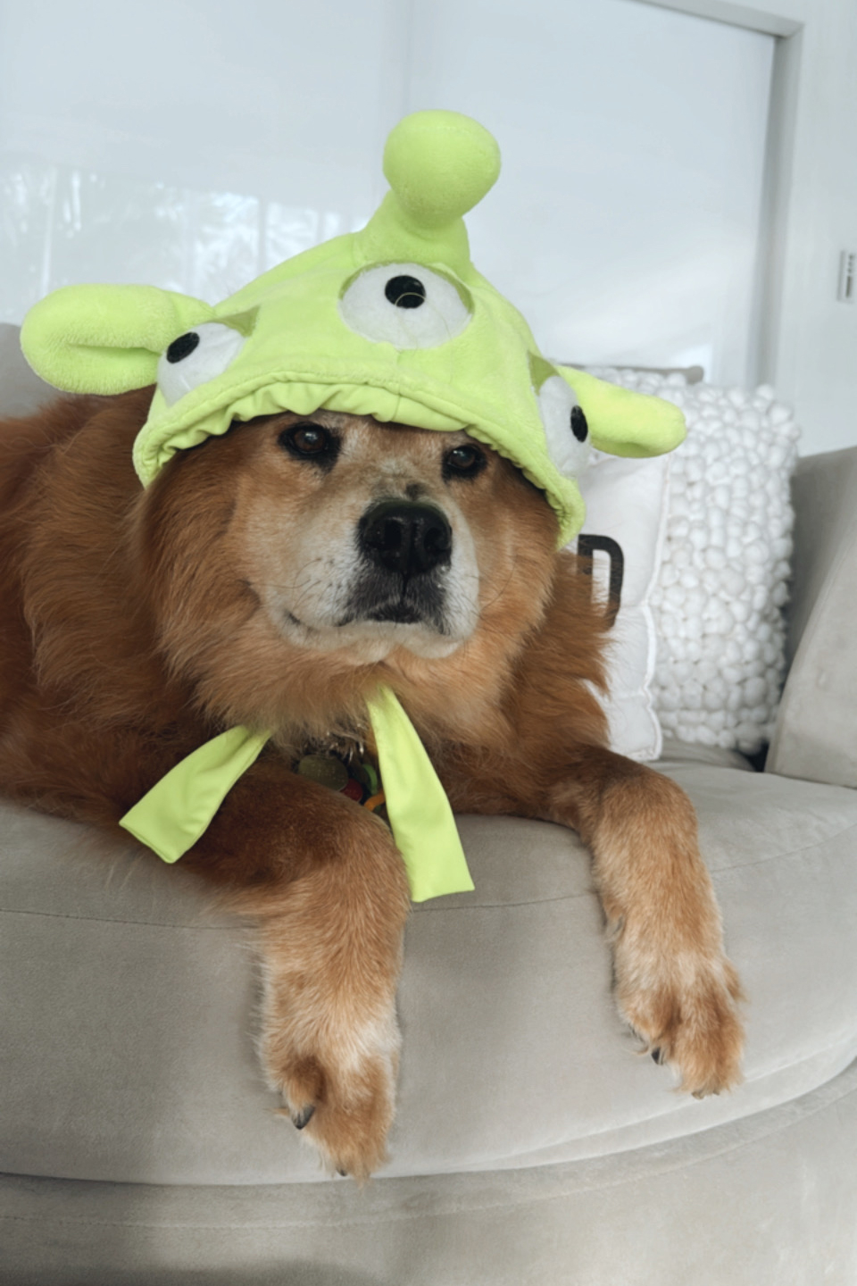 Halloween 2023!!! | Alexandra Ramos Therapy Animals