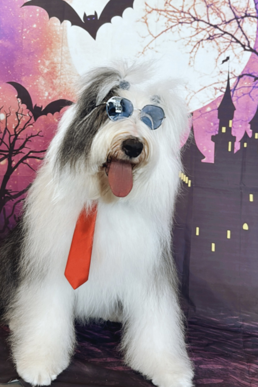 Halloween 2023!!! | Alexandra Ramos Therapy Animals