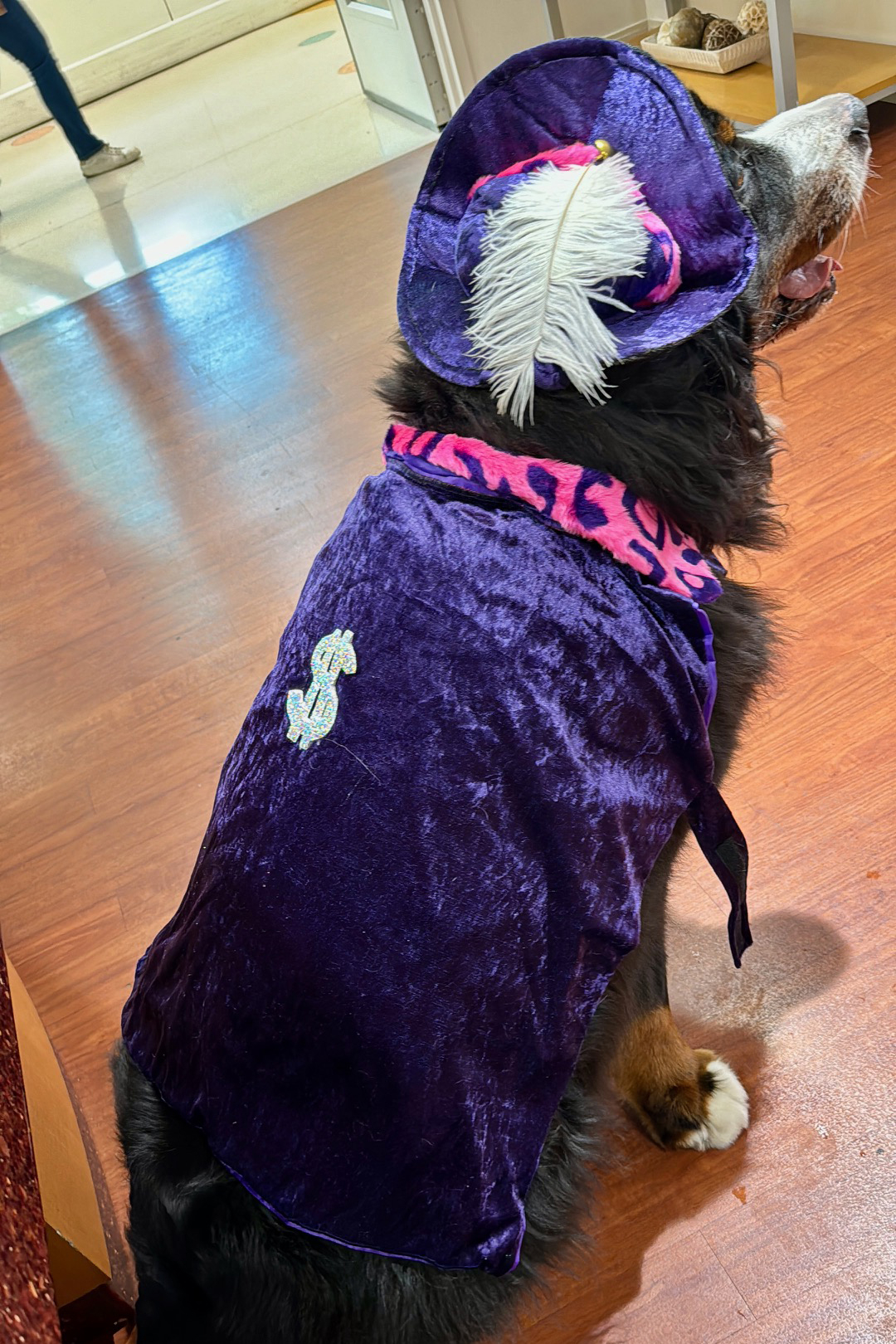 Halloween 2023!!! | Alexandra Ramos Therapy Animals