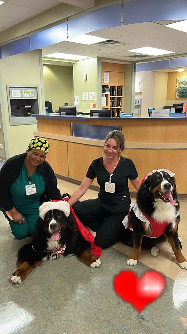 Kendall Regional Hospital Christmas visit | Ale Ramos Therapy Animals