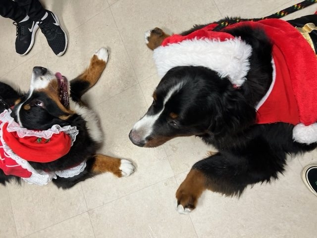 Kendall Regional Hospital Christmas visit | Ale Ramos Therapy Animals