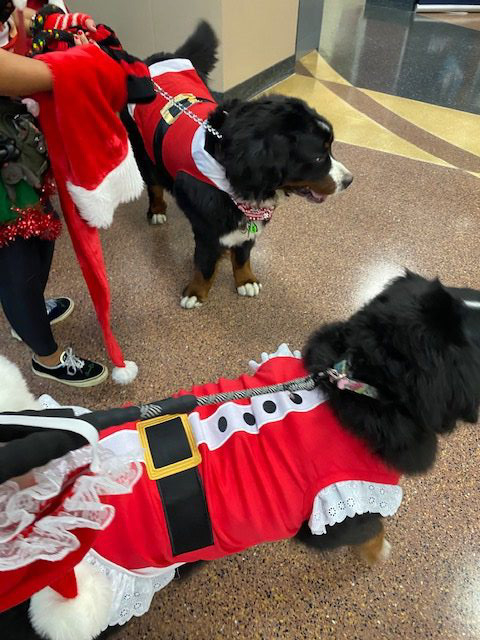 Kendall Regional Hospital Christmas visit | Ale Ramos Therapy Animals