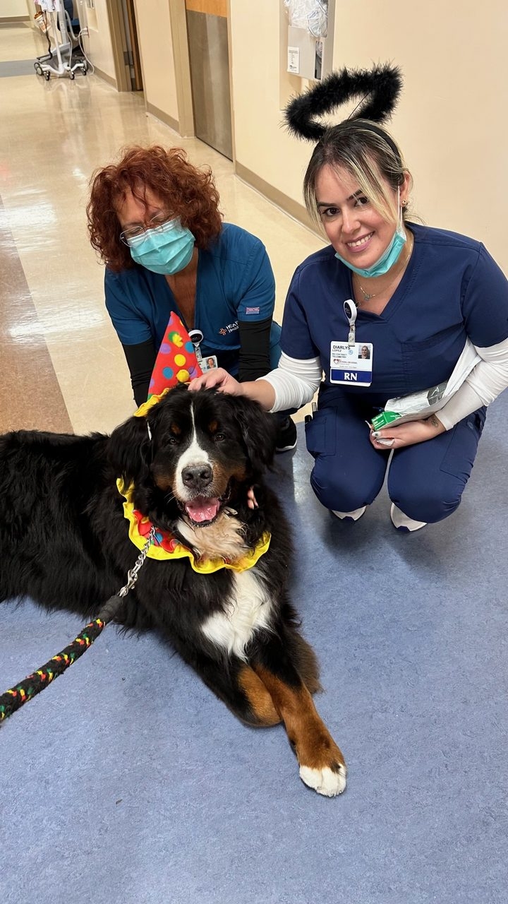 Kendall Regional Hospital - Halloween visit by Apollo | Ale Ramos Therapy Animals