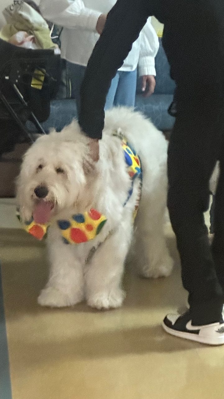 Kendall Regional Hospital - Halloween visit by Apollo | Ale Ramos Therapy Animals