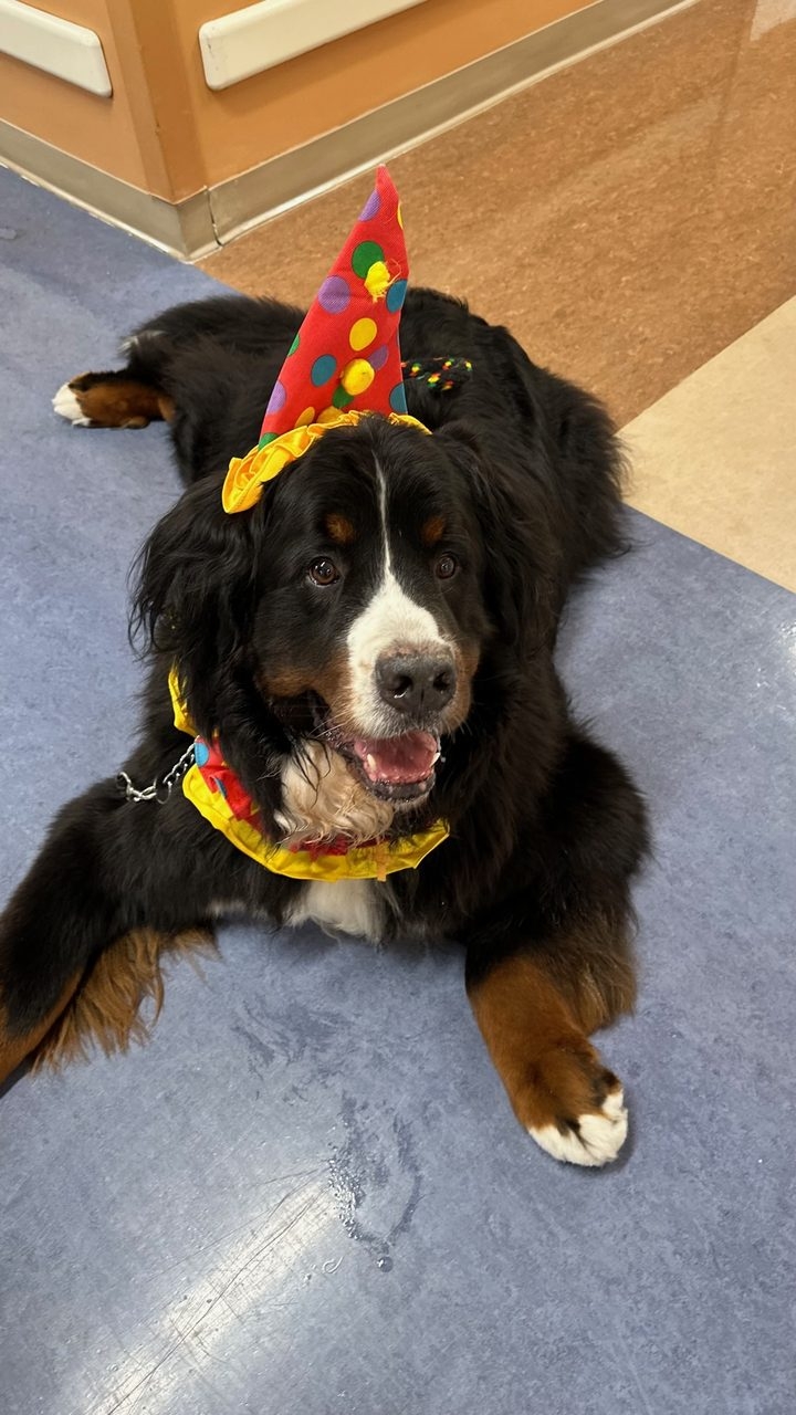 Kendall Regional Hospital - Halloween visit by Apollo | Ale Ramos Therapy Animals