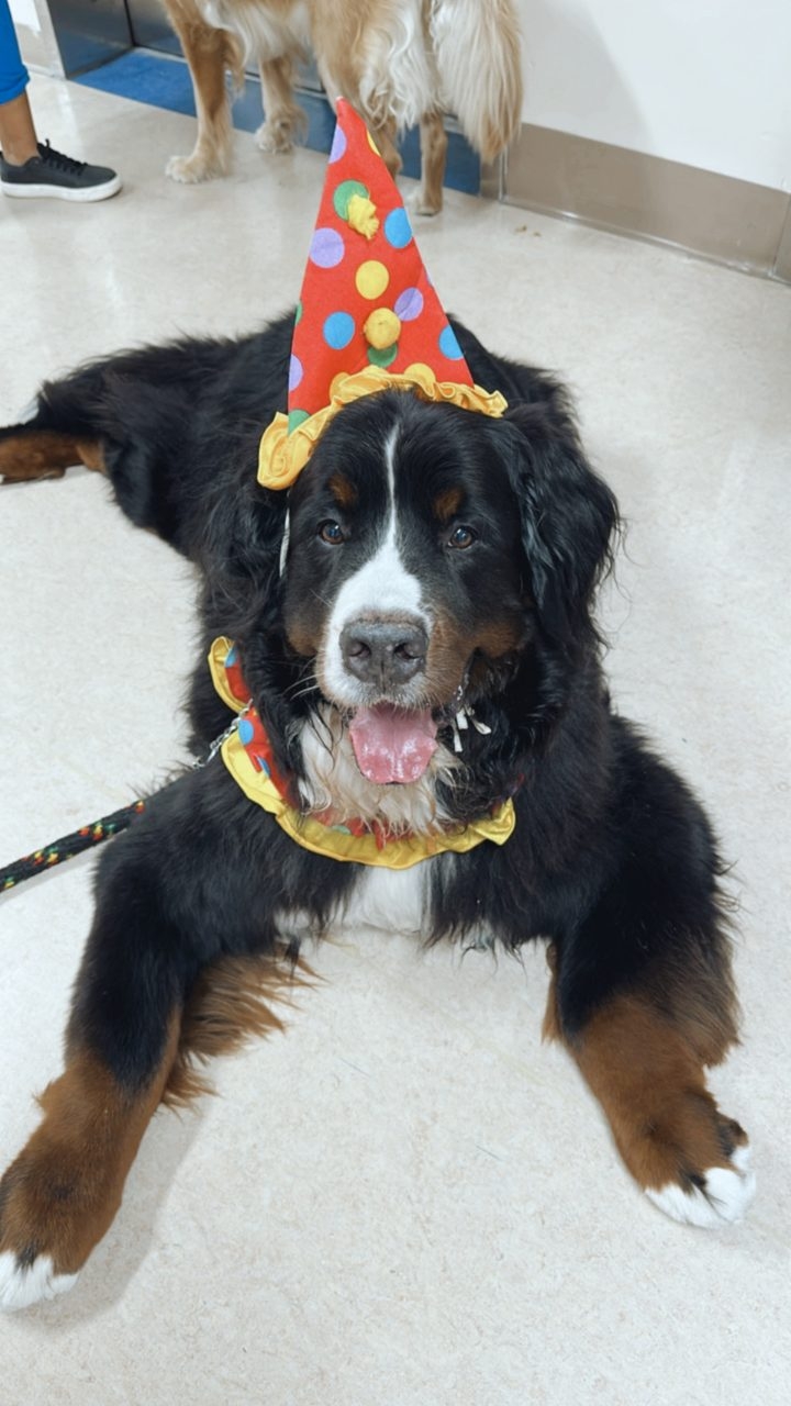 Kendall Regional Hospital - Halloween visit by Apollo | Ale Ramos Therapy Animals