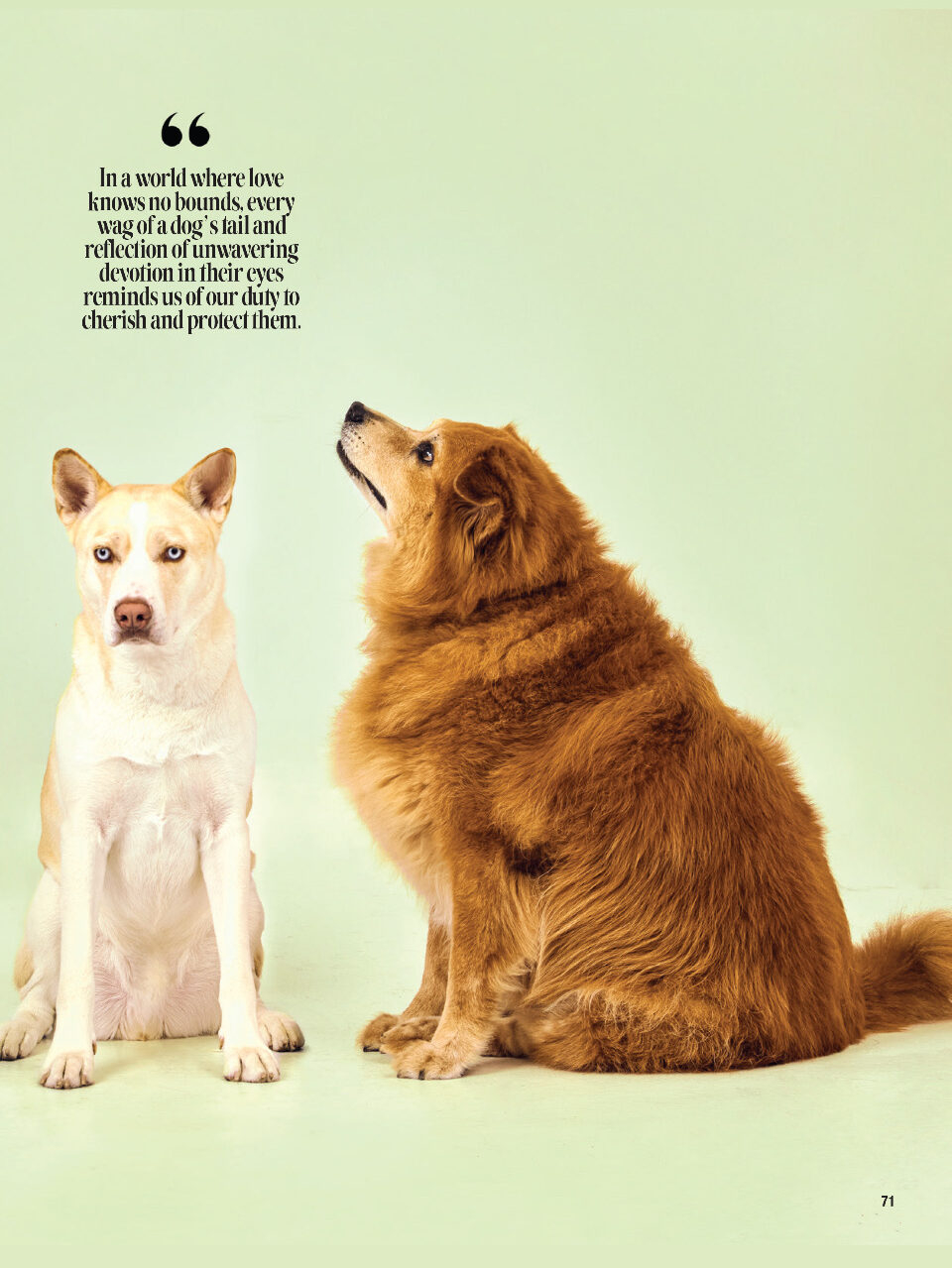 Magazine Key Biscayne / Paws of Hope 2024 | Alexandra Ramos Therapy Animals