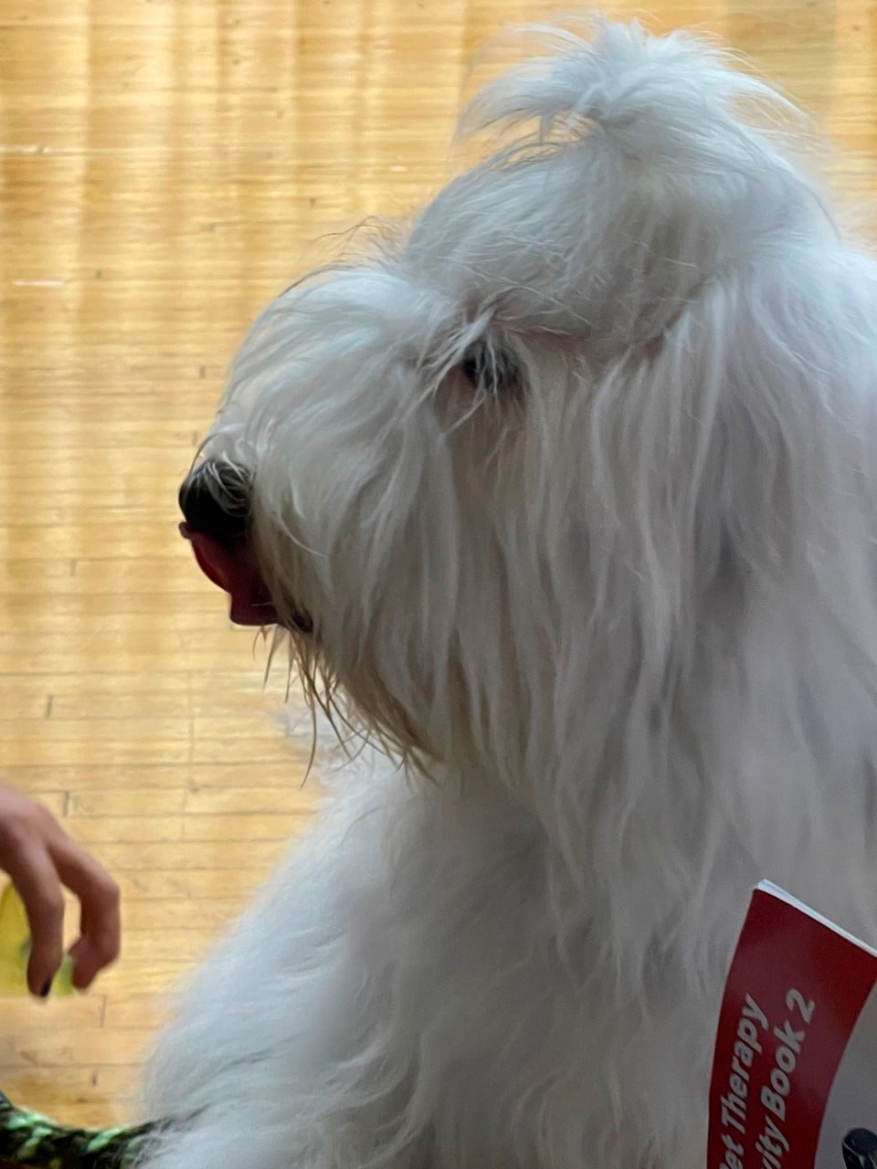 Marian Center visit by Thor | Ale Ramos Therapy Animals