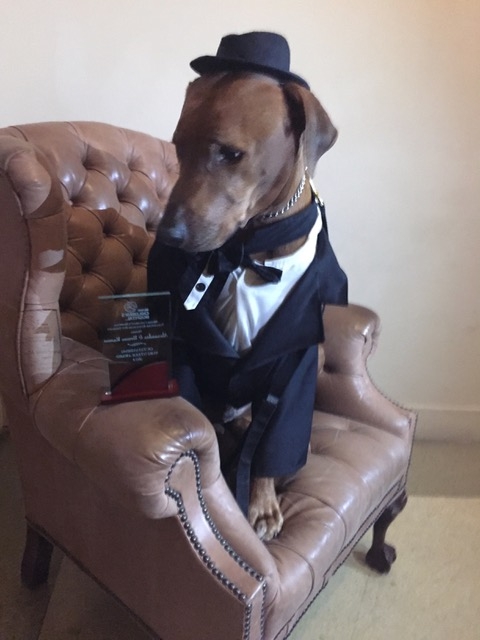 Meet Bruno | Ale Ramos Therapy Animals