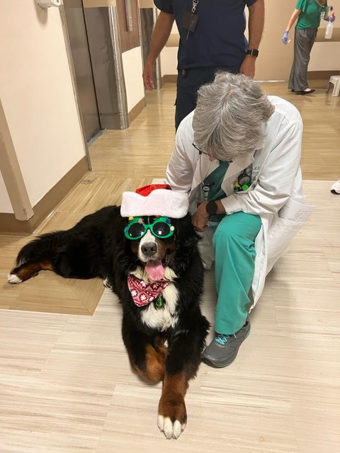 Mercy Hospital Christmas visit | Ale Ramos Therapy Animals