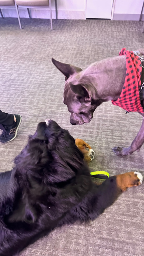  April 27, 2023 | Ale Ramos Therapy Animals