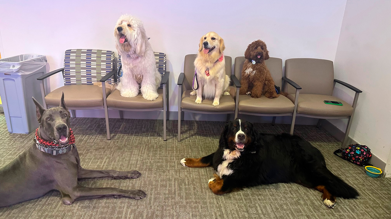  April 27, 2023 | Ale Ramos Therapy Animals