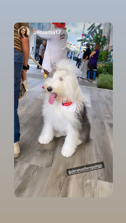  August 15, 2023 | Ale Ramos Therapy Animals