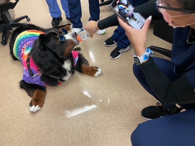 Nurse Week Celebration at Mercy Hospital | Ale Ramos Therapy Animals