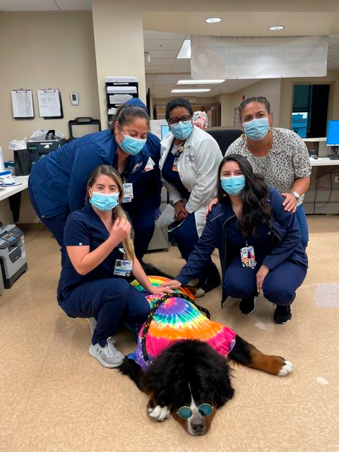 Nurse Week Celebration at Mercy Hospital | Ale Ramos Therapy Animals