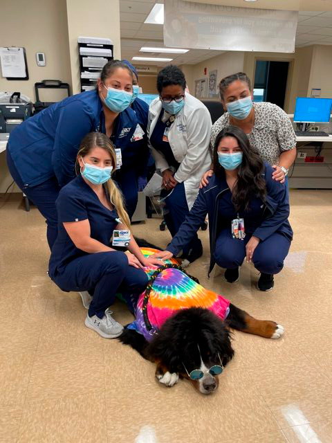 Nurse Week Celebration at Mercy Hospital | Ale Ramos Therapy Animals
