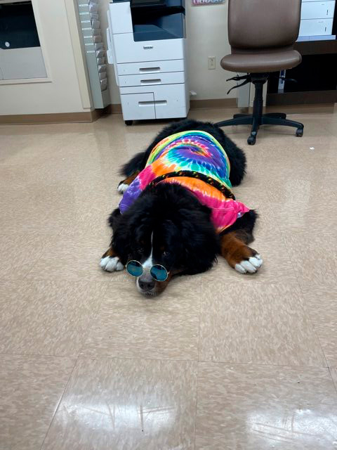 Nurse Week Celebration at Mercy Hospital | Ale Ramos Therapy Animals