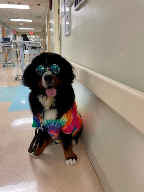 Nurse Week Celebration at Mercy Hospital | Ale Ramos Therapy Animals