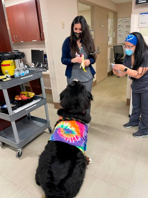Nurse Week Celebration at Mercy Hospital | Ale Ramos Therapy Animals