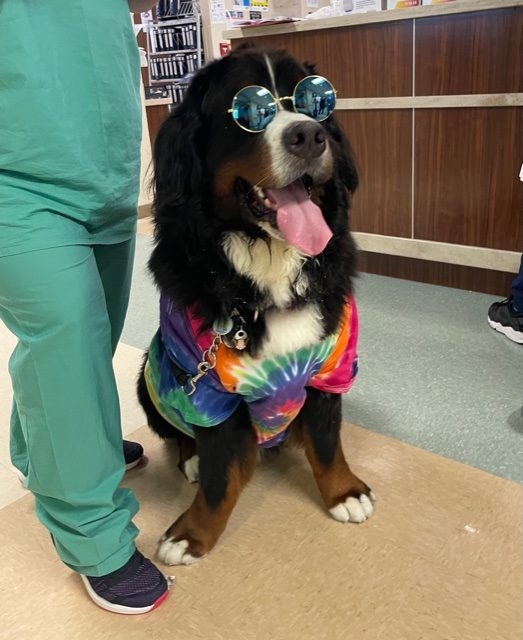 Nurse Week Celebration at Mercy Hospital | Ale Ramos Therapy Animals