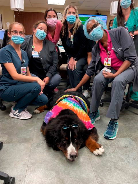 Nurse Week Celebration at Mercy Hospital | Ale Ramos Therapy Animals