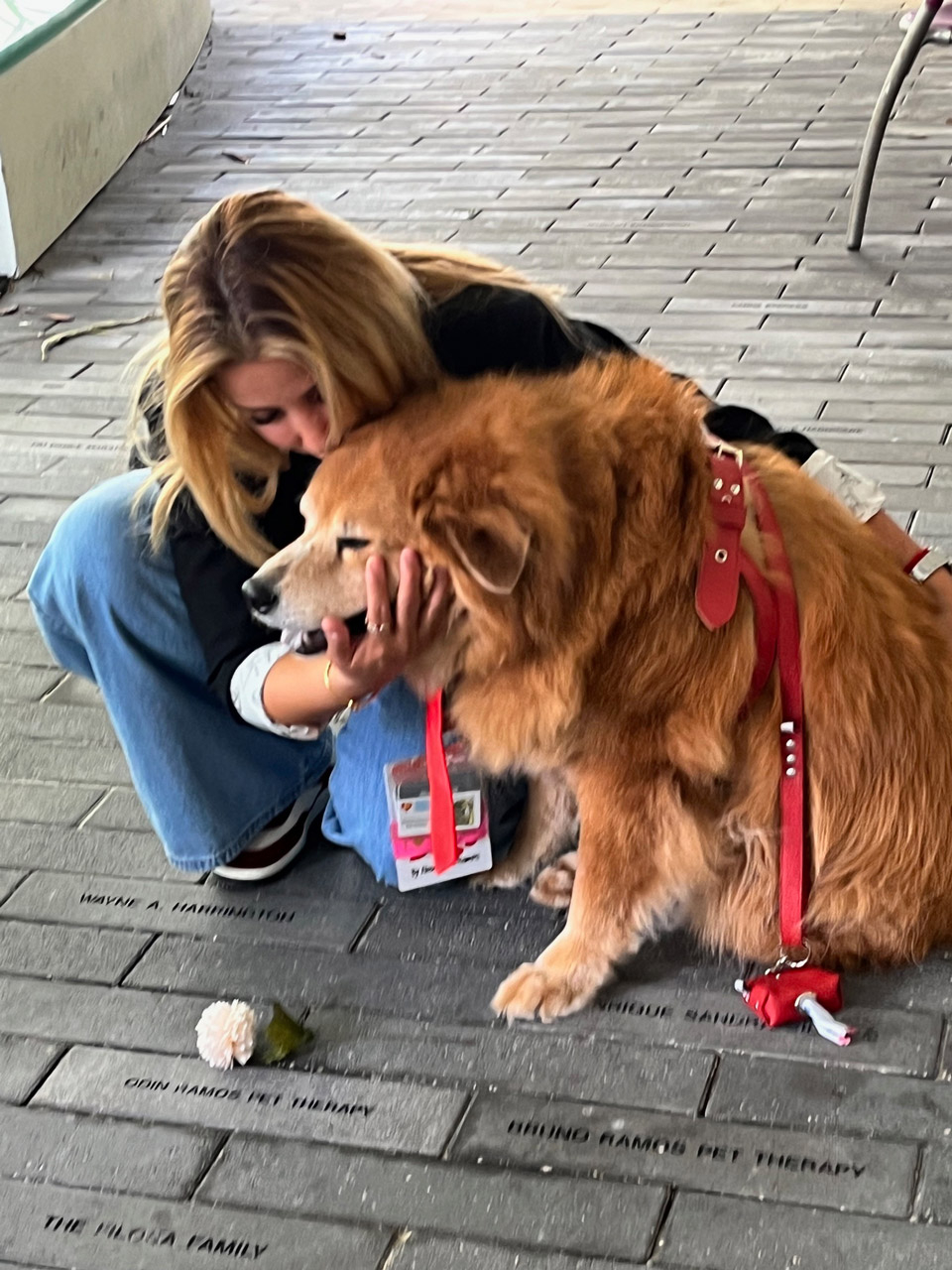  Nov 7, 2023 | Ale Ramos Therapy Animals