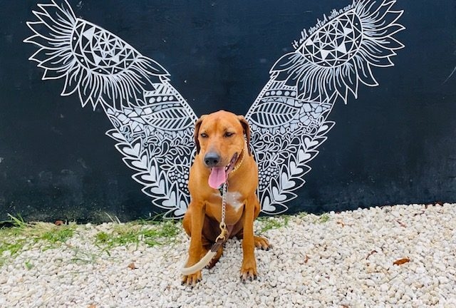 Odin Love | Ale Ramos Therapy Animals