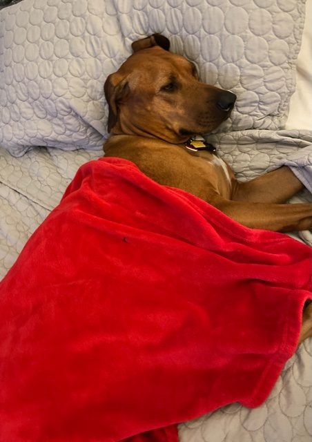 Odin Love | Ale Ramos Therapy Animals