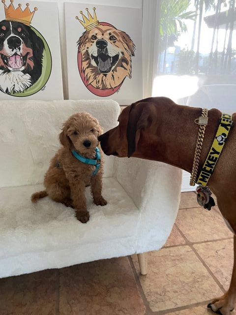 Odin Love | Ale Ramos Therapy Animals
