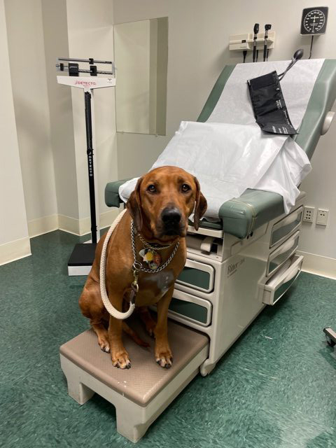 Odin Love | Ale Ramos Therapy Animals
