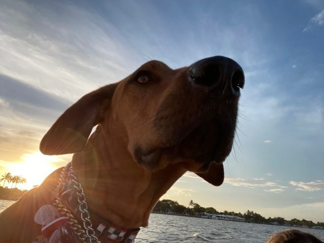Odin Love | Ale Ramos Therapy Animals