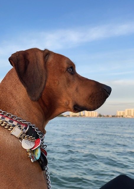 Odin Love | Ale Ramos Therapy Animals