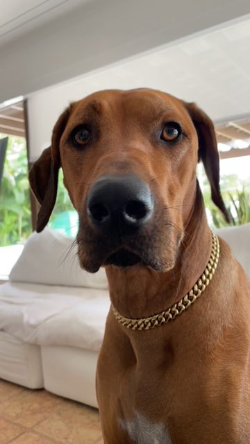 Odin Love | Ale Ramos Therapy Animals