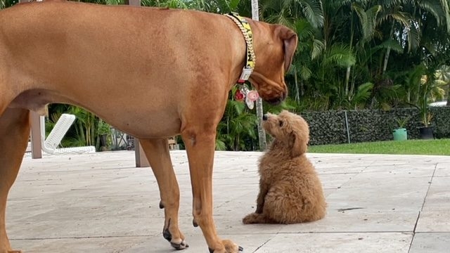 Odin Love | Ale Ramos Therapy Animals