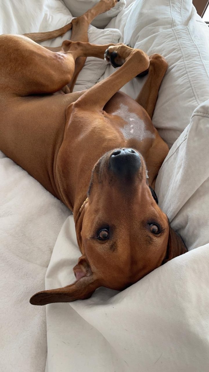 Odin Love | Ale Ramos Therapy Animals