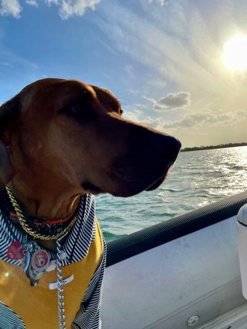 Odin Love | Ale Ramos Therapy Animals
