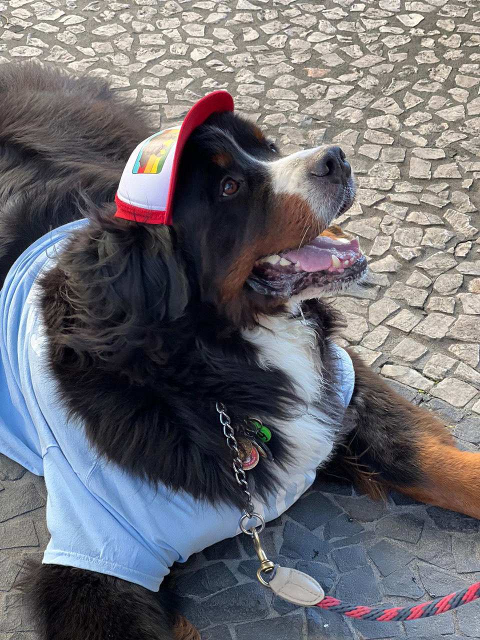  January 30, 2022 | Ale Ramos Therapy Animals