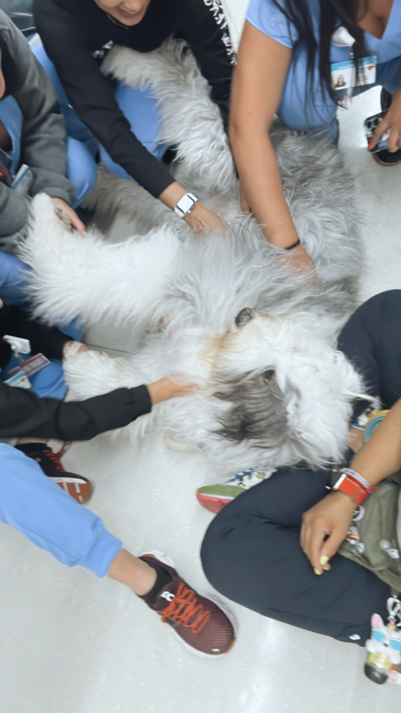  April 26, 2023 | Ale Ramos Therapy Animals