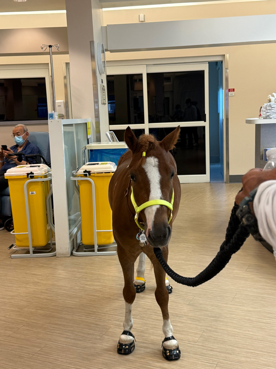 Pegasus at Mount Sinai - June 19, 2025 | Ale Ramos Therapy Animals